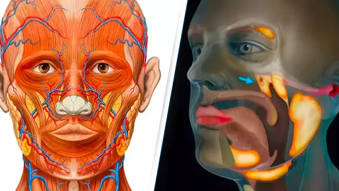 Featured Image Credit: Patrick J. Lynch, medical illustrator/Netherlands Cancer Institute
