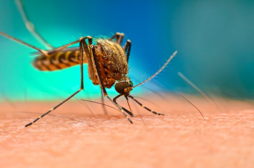 why-mosquitoes-are-so-dangerous-right-now