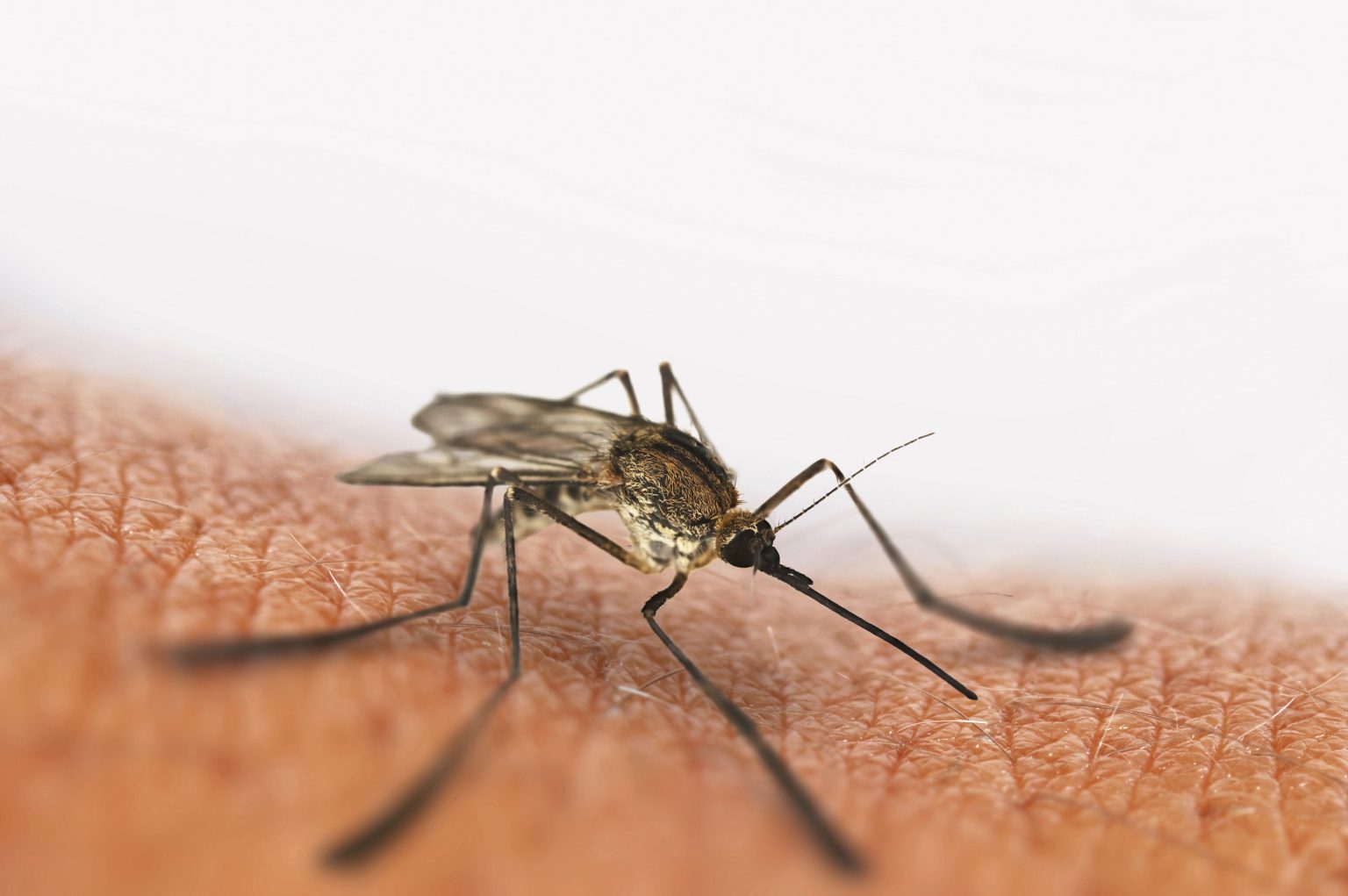 Egypt Declared Malaria-Free by WHO