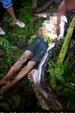 23ft python kills, swallows farmer